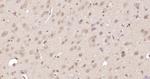 Nur77 Antibody in Immunohistochemistry (Paraffin) (IHC (P))