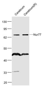 Nur77 Antibody in Western Blot (WB)