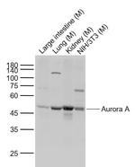 Aurora A Antibody in Western Blot (WB)