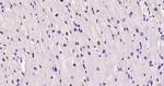 KLF2 Antibody in Immunohistochemistry (Paraffin) (IHC (P))