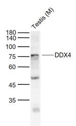 DDX4 Antibody in Western Blot (WB)