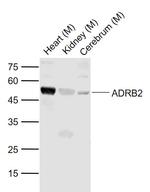 ADRB2 Antibody in Western Blot (WB)
