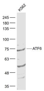 ATF6 Antibody in Western Blot (WB)