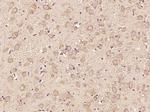ATF6 Antibody in Immunohistochemistry (Paraffin) (IHC (P))