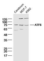 ATF6 Antibody in Western Blot (WB)
