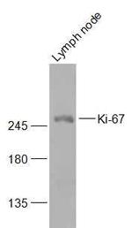 Ki-67 Antibody in Western Blot (WB)