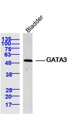 GATA3 Antibody in Western Blot (WB)