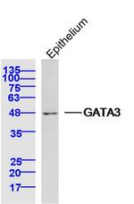 GATA3 Antibody in Western Blot (WB)