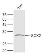 SOX2 Antibody in Western Blot (WB)