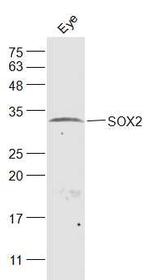 SOX2 Antibody in Western Blot (WB)