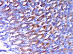 SOX2 Antibody in Immunohistochemistry (Paraffin) (IHC (P))