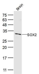 SOX2 Antibody in Western Blot (WB)