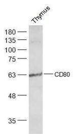 CD80 Antibody in Western Blot (WB)