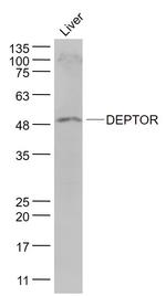 DEPTOR Antibody in Western Blot (WB)