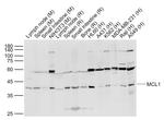 MCL1 Antibody in Western Blot (WB)