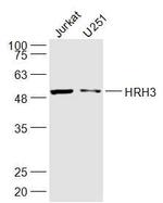 HRH3 Antibody in Western Blot (WB)