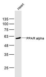 PPAR alpha Antibody in Western Blot (WB)
