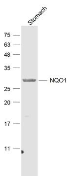 NQO1 Antibody in Western Blot (WB)