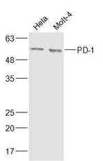 PD-1 Antibody in Western Blot (WB)