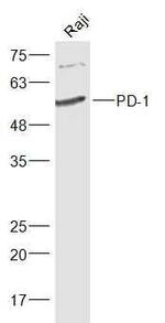 PD-1 Antibody in Western Blot (WB)