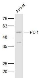 PD-1 Antibody in Western Blot (WB)