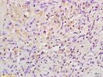 EPO Antibody in Immunohistochemistry (Paraffin) (IHC (P))