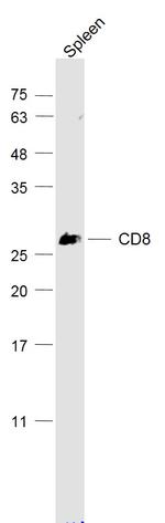 CD8 Antibody in Western Blot (WB)