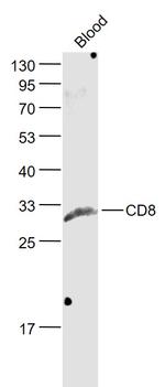 CD8 Antibody in Western Blot (WB)