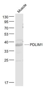 PDLIM1 Antibody in Western Blot (WB)