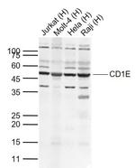 CD1E Antibody in Western Blot (WB)