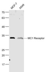 MC1 Receptor Antibody in Western Blot (WB)