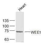 WEE1 Antibody in Western Blot (WB)