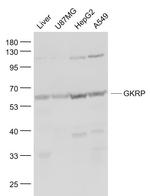 GKRP Antibody in Western Blot (WB)