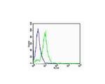 FOXA2/HNF 3beta Antibody in Flow Cytometry (Flow)