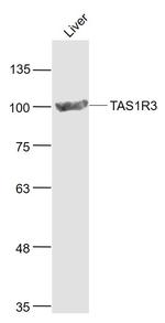 TAS1R3 Antibody in Western Blot (WB)