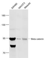 Beta catenin Antibody in Western Blot (WB)