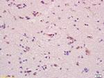 ganglioside GM1 Antibody in Immunohistochemistry (Paraffin) (IHC (P))