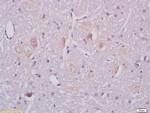 ganglioside GM1 Antibody in Immunohistochemistry (Paraffin) (IHC (P))