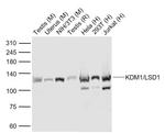 KDM1/LSD1 Antibody in Western Blot (WB)