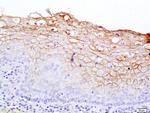 Notch 2 Antibody in Immunohistochemistry (Paraffin) (IHC (P))