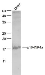 CDKN2A/p16-INK4a Antibody in Western Blot (WB)
