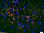 KLF5 Antibody in Immunohistochemistry (Paraffin) (IHC (P))