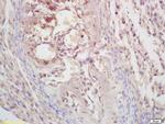 KLF5 Antibody in Immunohistochemistry (Paraffin) (IHC (P))