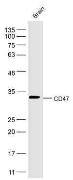 CD47/MER6 Antibody in Western Blot (WB)