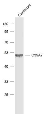 SLC39A7 Antibody in Western Blot (WB)