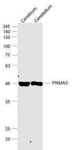 PNMA3 Antibody in Western Blot (WB)