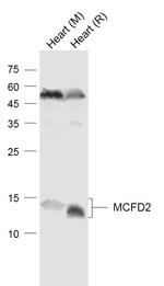 MCFD2 Antibody in Western Blot (WB)