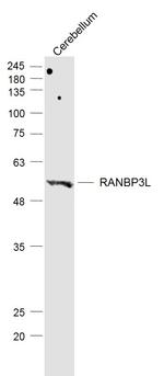 RANBP3L Antibody in Western Blot (WB)