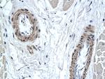 PAX7 Antibody in Immunohistochemistry (Paraffin) (IHC (P))