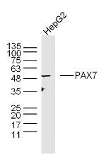 PAX7 Antibody in Western Blot (WB)